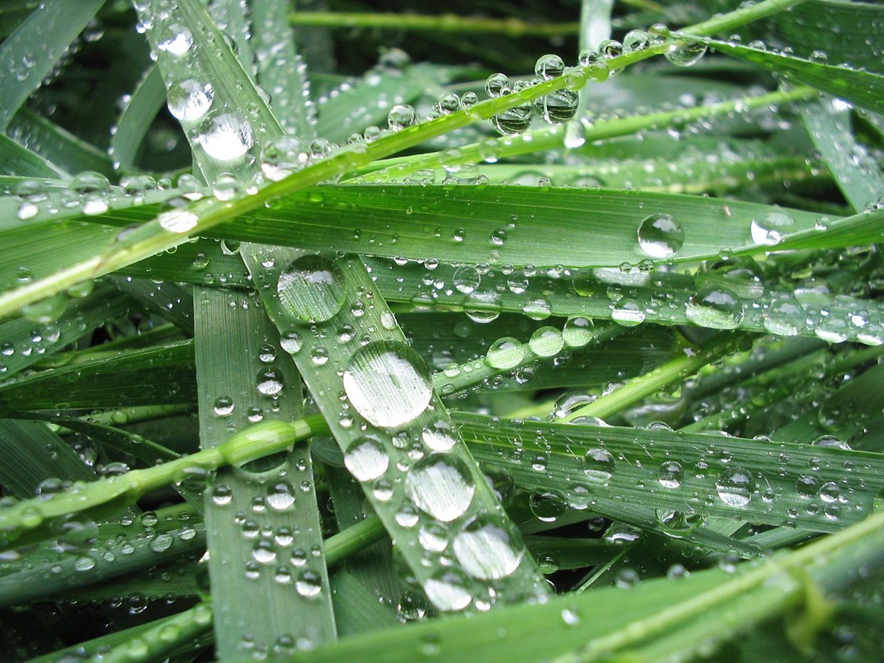 dew on grass